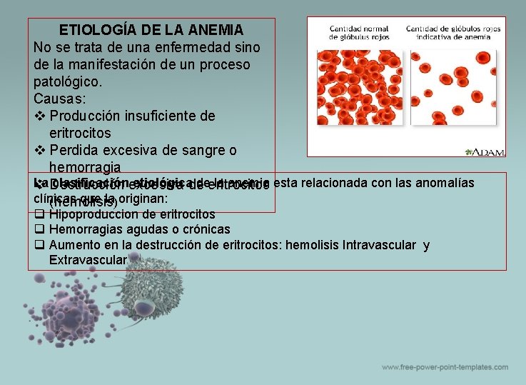 ETIOLOGÍA DE LA ANEMIA No se trata de una enfermedad sino de la manifestación