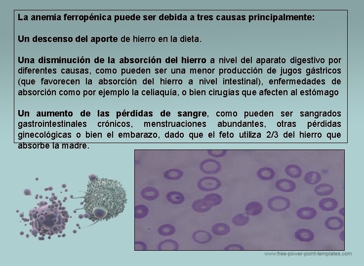 La anemia ferropénica puede ser debida a tres causas principalmente: Un descenso del aporte