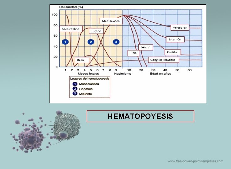 HEMATOPOYESIS 