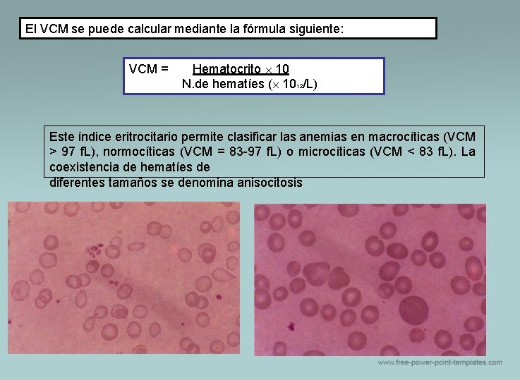 El VCM se puede calcular mediante la fórmula siguiente: VCM = Hematocrito ´ 10