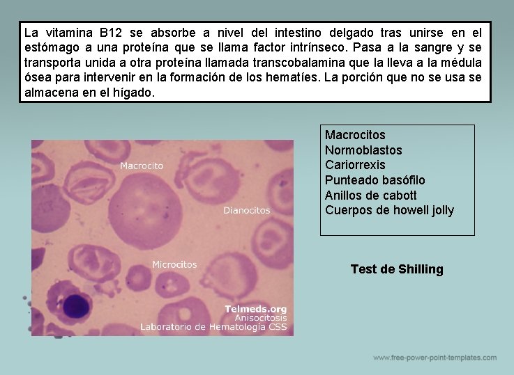 La vitamina B 12 se absorbe a nivel del intestino delgado tras unirse en