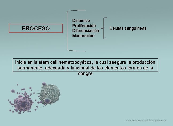 PROCESO Dinámico Proliferación Diferenciación Maduración Células sanguíneas Inicia en la stem cell hematopoyética, la