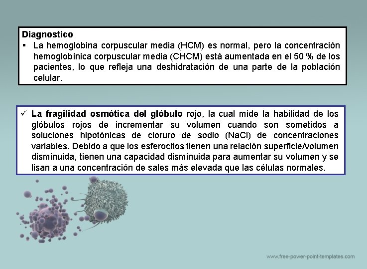 Diagnostico § La hemoglobina corpuscular media (HCM) es normal, pero la concentración hemoglobínica corpuscular