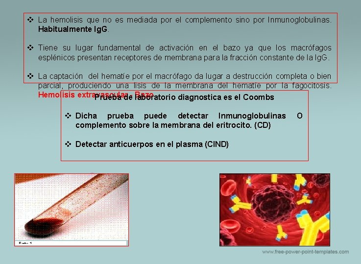 v La hemolisis que no es mediada por el complemento sino por Inmunoglobulinas. Habitualmente