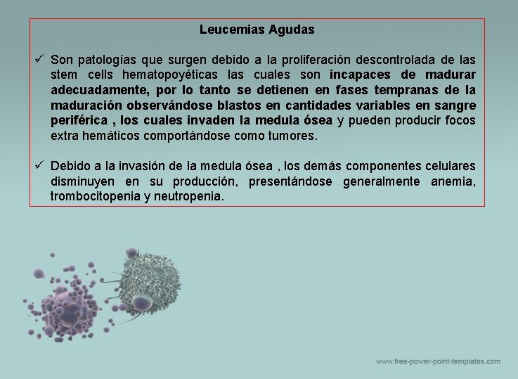 Leucemias Agudas ü Son patologías que surgen debido a la proliferación descontrolada de las