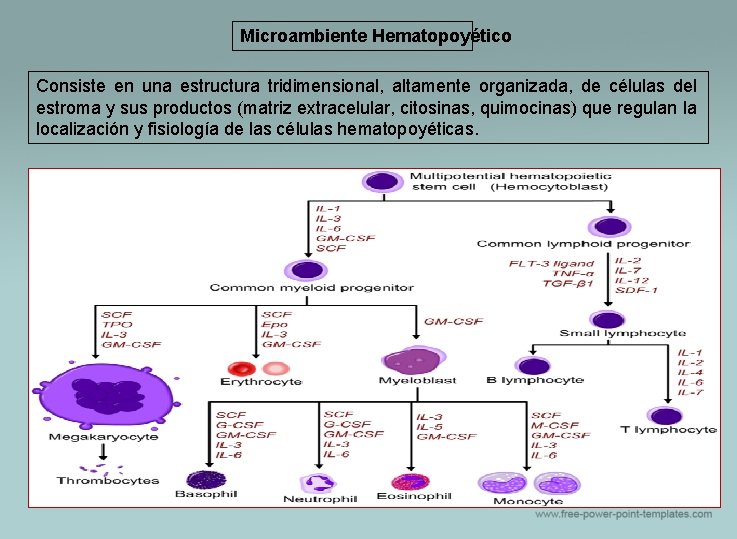 Microambiente Hematopoyético Consiste en una estructura tridimensional, altamente organizada, de células del estroma y