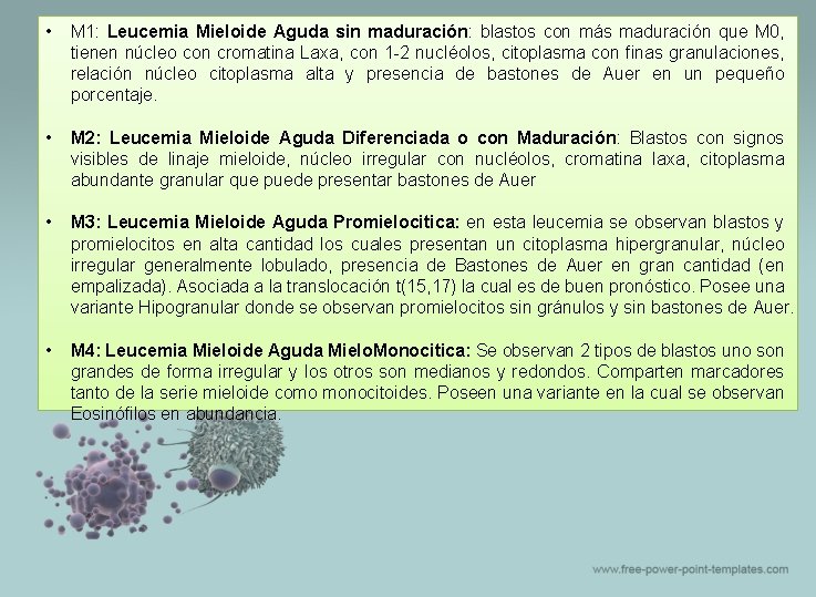  • M 1: Leucemia Mieloide Aguda sin maduración: blastos con más maduración que