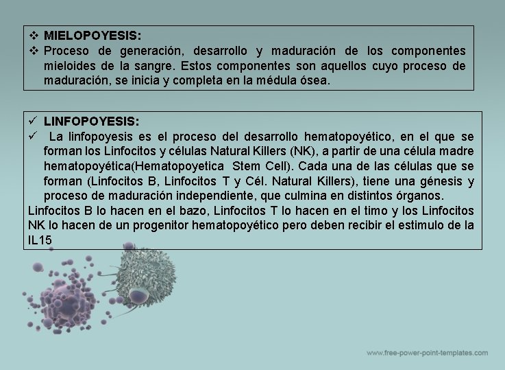 v MIELOPOYESIS: v Proceso de generación, desarrollo y maduración de los componentes mieloides de