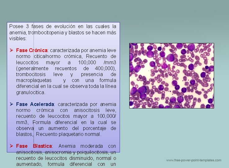 Posee 3 fases de evolución en las cuales la anemia, trombocitopenia y blastos se