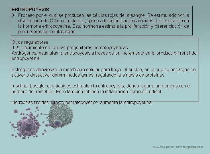 ERITROPOYESIS Ø Proceso por el cual se producen las células rojas de la sangre.