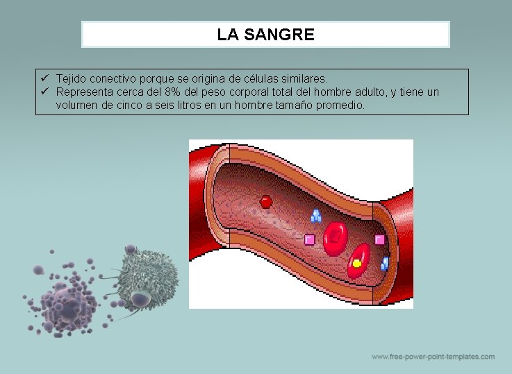 LA SANGRE ü Tejido conectivo porque se origina de células similares. ü Representa cerca