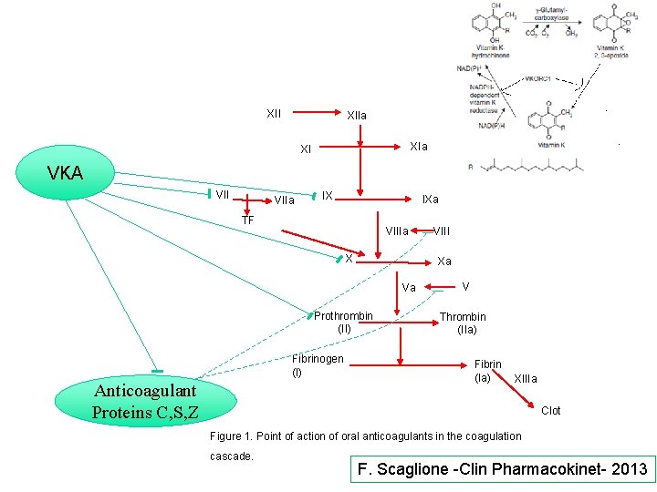 XII XIIa XI VKA VIIa IX IXa TF VIIIa X Xa Va Prothrombin (II)