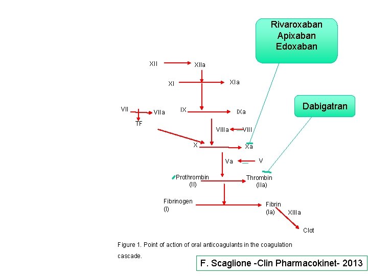 Rivaroxaban Apixaban Edoxaban XIIa XI VIIa IX TF VIIIa X VIII Xa Va Prothrombin