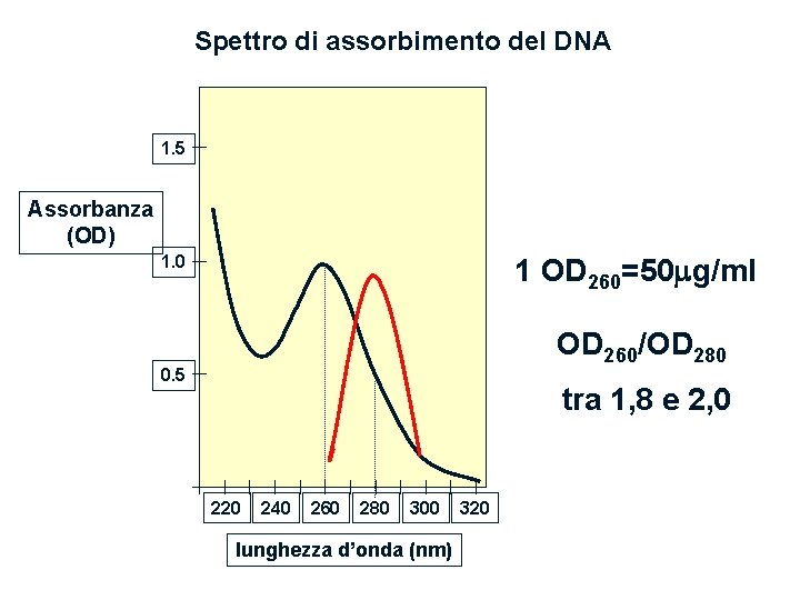 Spettro di assorbimento del DNA 1. 5 Assorbanza (OD) 1. 0 1 OD 260=50