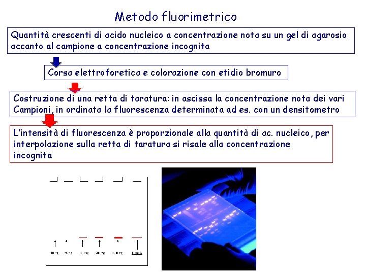 Metodo fluorimetrico Quantità crescenti di acido nucleico a concentrazione nota su un gel di
