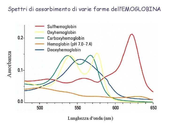 Assorbanza Spettri di assorbimento di varie forme dell’EMOGLOBINA Lunghezza d’onda (nm) 