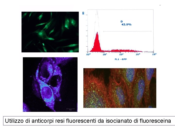Utilizzo di anticorpi resi fluorescenti da isocianato di fluoresceina 