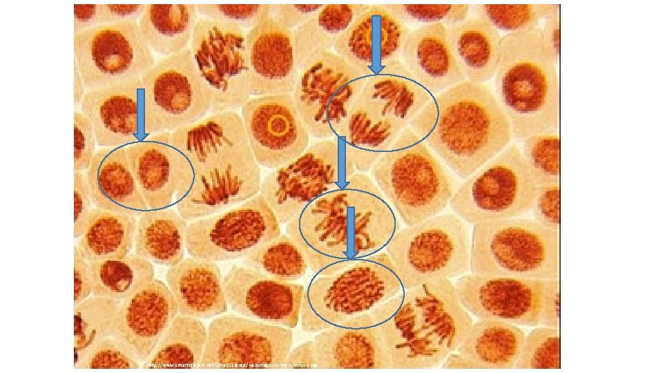 http: //www. smartscience. net/Smart. Science/webimages/screen_mitosis. jpg 