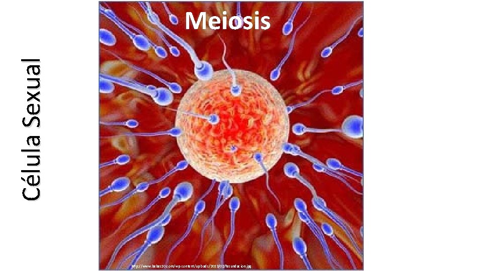 Célula Sexual Meiosis http: //www. bebes 10. com/wp-content/uploads/2013/02/fecundacion. jpg 