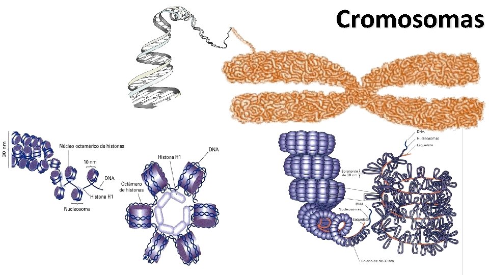 Cromosomas 