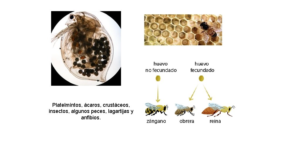 Platelmintos, ácaros, crustáceos, insectos, algunos peces, lagartijas y anfibios. 