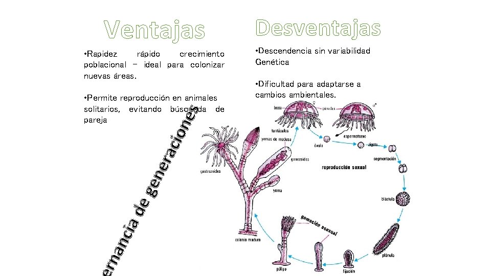 Ventajas • Rapidez rápido crecimiento poblacional – ideal para colonizar nuevas áreas. rna nci