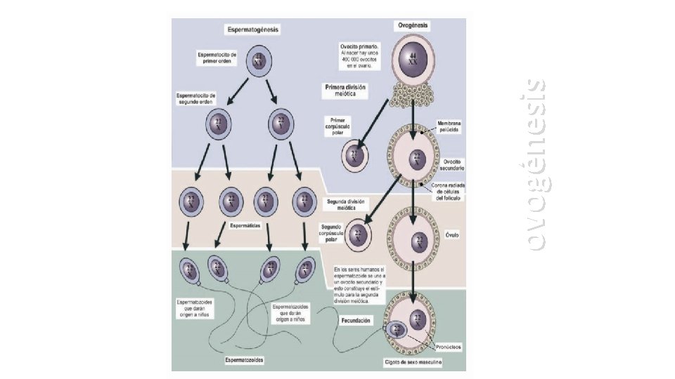 ovogénesis 