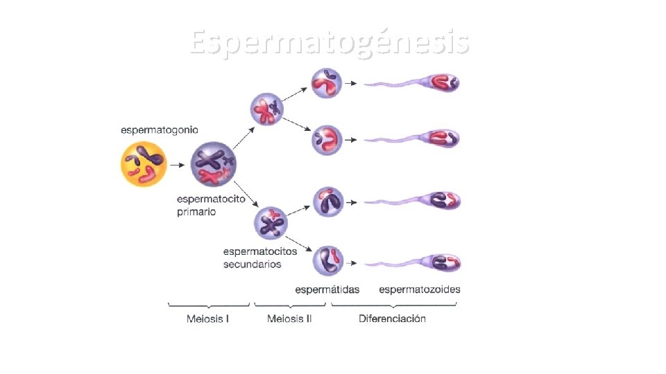 Espermatogénesis 