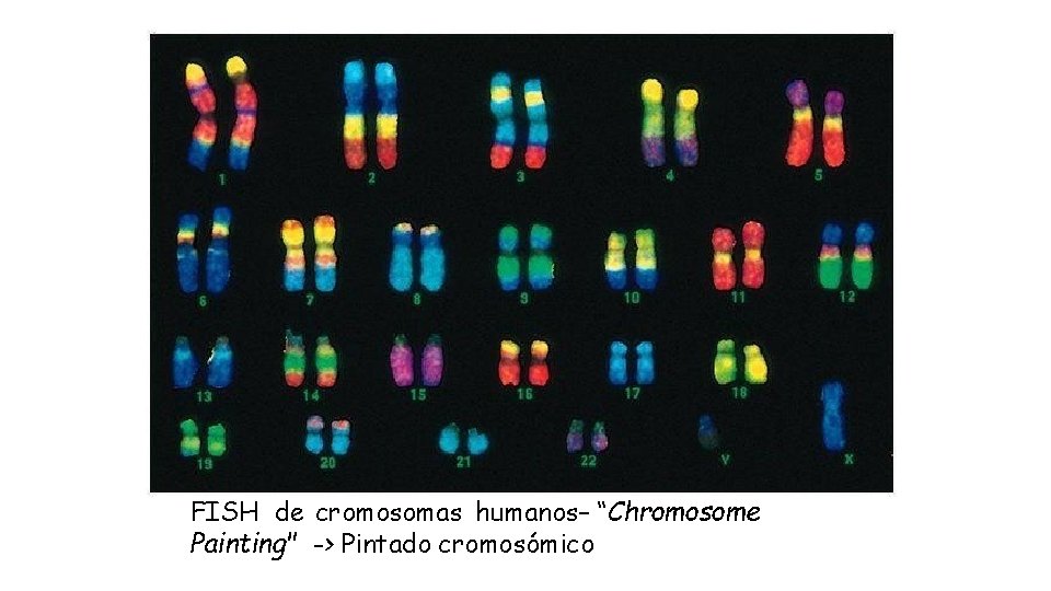 FISH de cromosomas humanos– “Chromosome Painting" -> Pintado cromosómico 