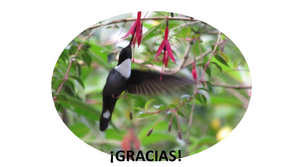 ¡GRACIAS! 