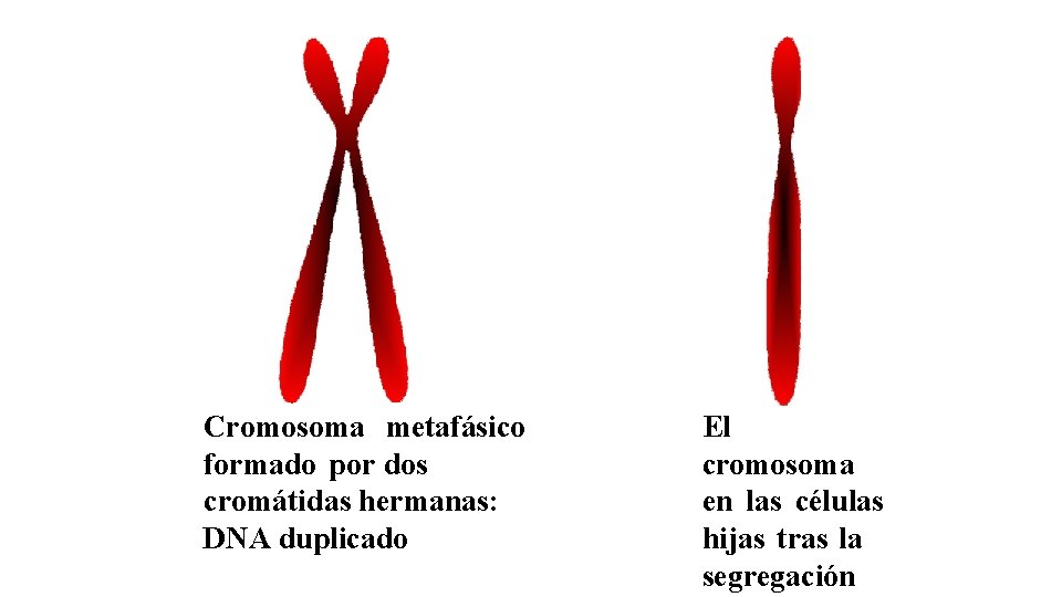 Cromosoma metafásico formado por dos cromátidas hermanas: DNA duplicado El cromosoma en las células