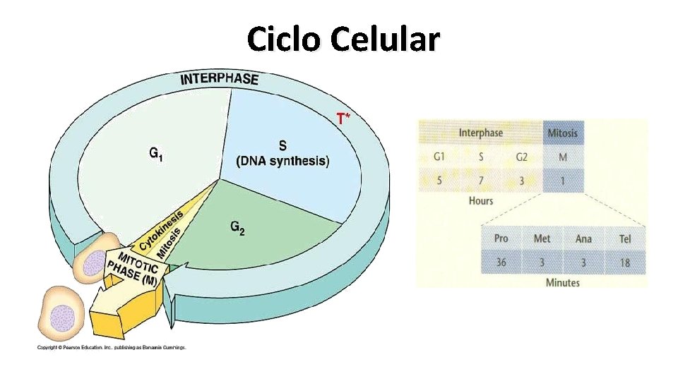 Ciclo Celular 