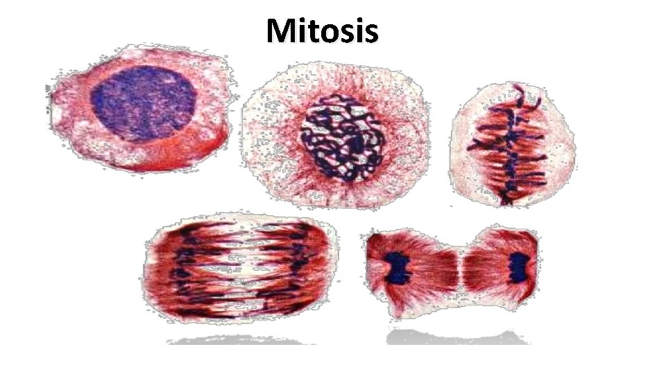 Mitosis 