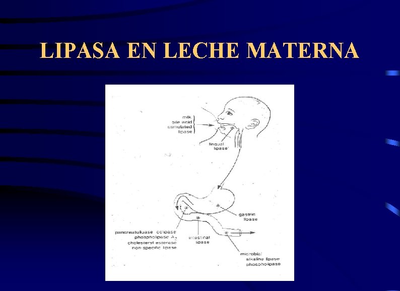 LIPASA EN LECHE MATERNA 