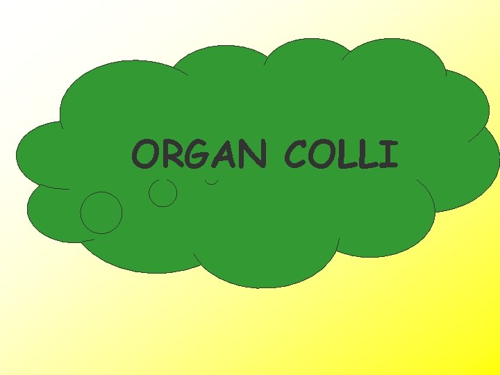 ORGAN COLLI 