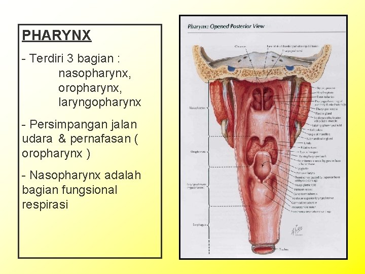 PHARYNX - Terdiri 3 bagian : nasopharynx, oropharynx, laryngopharynx - Persimpangan jalan udara &