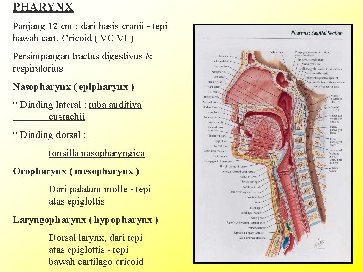 PHARYNX Panjang 12 cm : dari basis cranii - tepi bawah cart. Cricoid (
