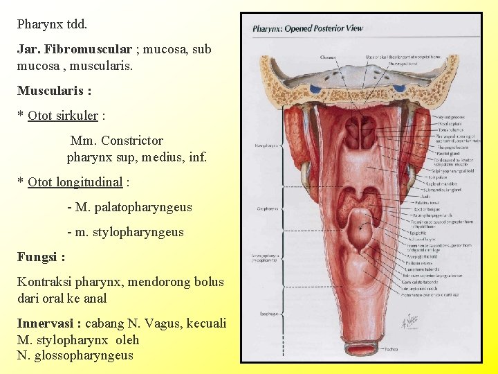 Pharynx tdd. Jar. Fibromuscular ; mucosa, sub mucosa , muscularis. Muscularis : * Otot
