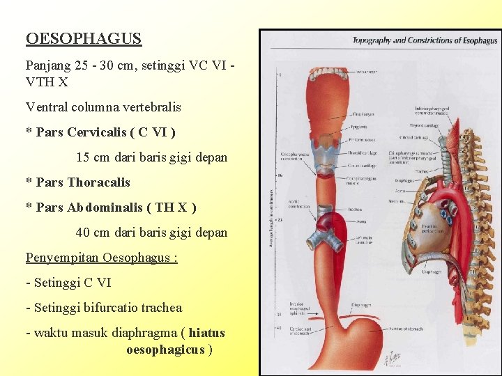 OESOPHAGUS Panjang 25 - 30 cm, setinggi VC VI VTH X Ventral columna vertebralis
