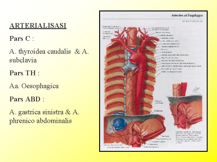 ARTERIALISASI Pars C : A. thyroidea caudalis & A. subclavia Pars TH : Aa.