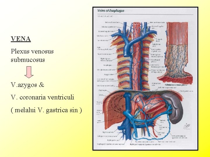 VENA Plexus venosus submucosus V. azygos & V. coronaria ventriculi ( melalui V. gastrica