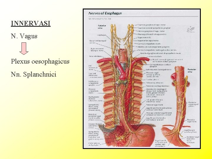 INNERVASI N. Vagus Plexus oesophagicus Nn. Splanchnici 