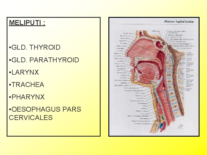 MELIPUTI : • GLD. THYROID • GLD. PARATHYROID • LARYNX • TRACHEA • PHARYNX