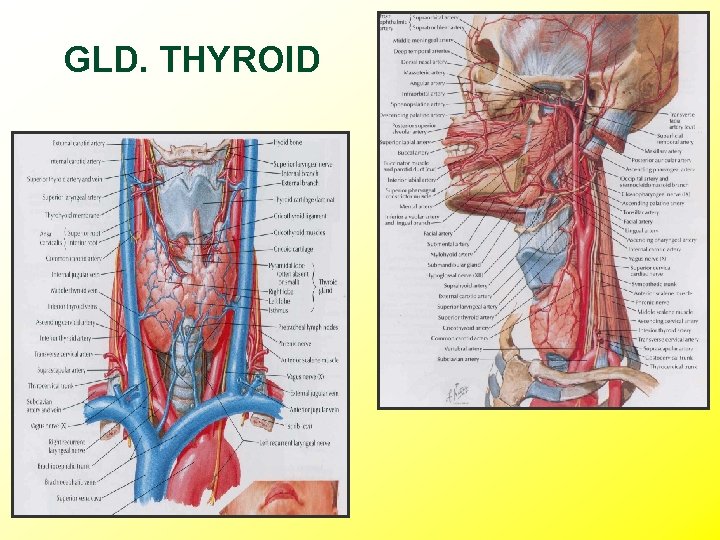 GLD. THYROID 