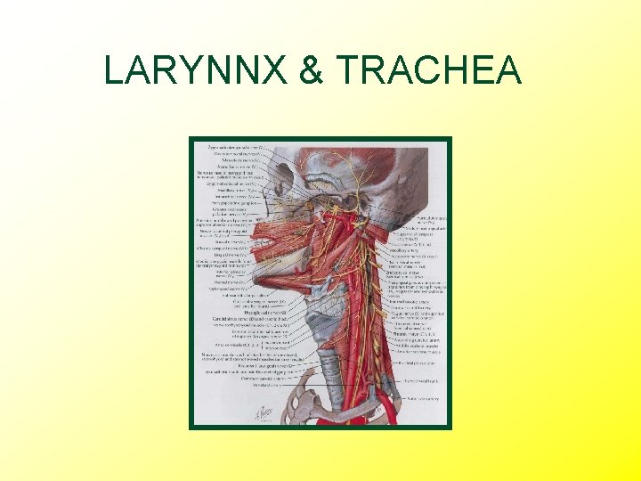 LARYNNX & TRACHEA 