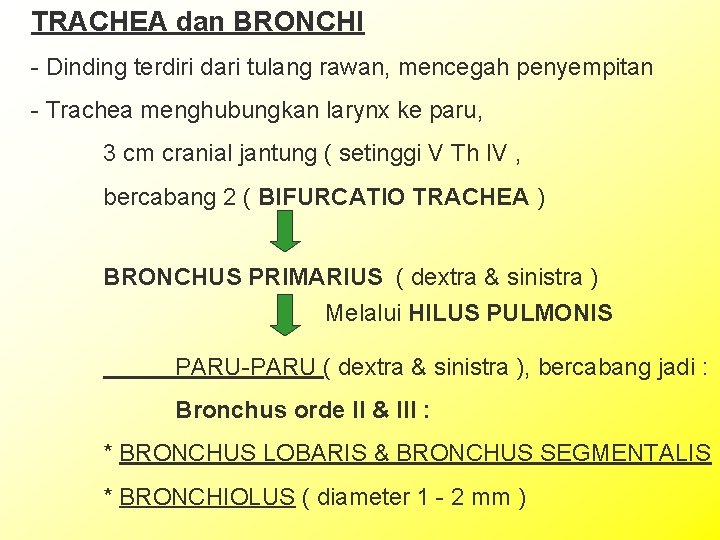 TRACHEA dan BRONCHI - Dinding terdiri dari tulang rawan, mencegah penyempitan - Trachea menghubungkan