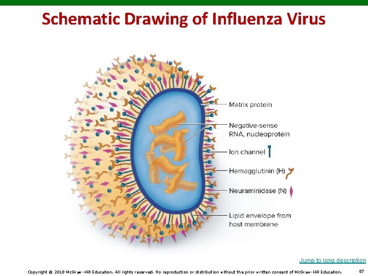 Schematic Drawing of Influenza Virus Jump to long description Copyright © 2018 Mc. Graw-Hill