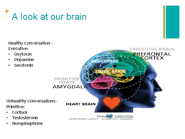 + A look at our brain Healthy Conversation Executive: • Oxytocin • Dopamine •