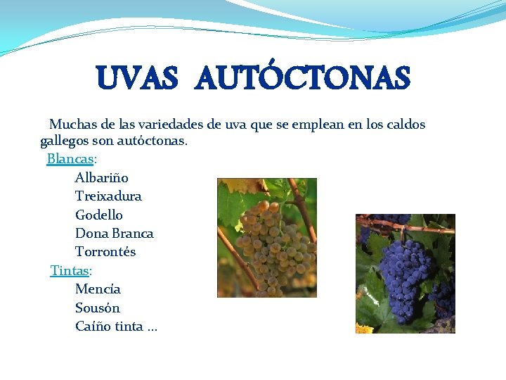 UVAS AUTÓCTONAS Muchas de las variedades de uva que se emplean en los caldos