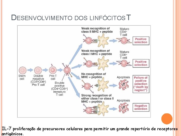 DESENVOLVIMENTO DOS LINFÓCITOS T IL-7 proliferação de precursores celulares para permitir um grande repertório